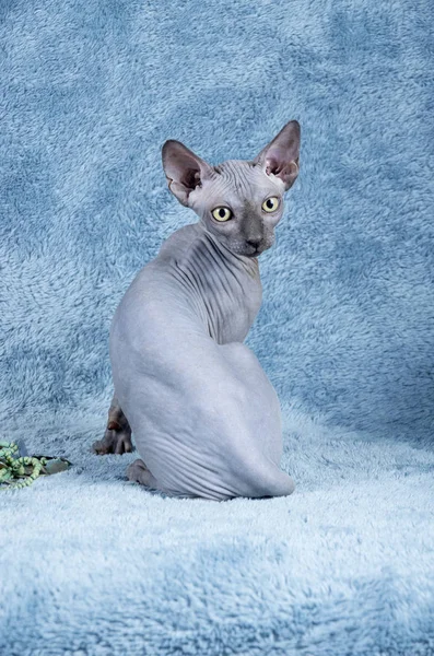 Blue Canadian Sphynx le chaton chat sans poils canadien — Photo