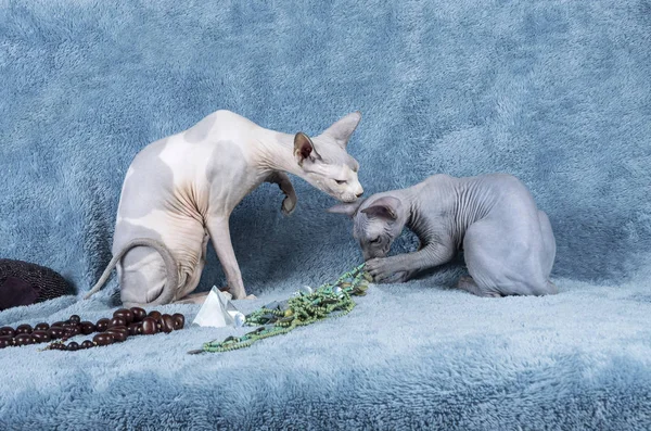 青のカナダのスフィンクス猫子猫と大人 — ストック写真