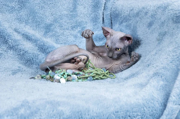 Canadian Sphynx kot kitten gry — Zdjęcie stockowe