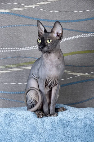 Chat canadien noir Sphynx — Photo