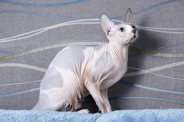 Chat sphynx canadien Photos De Stock Libres De Droits