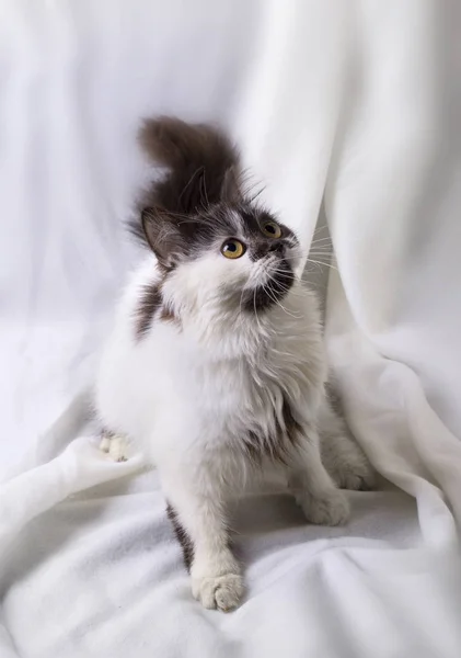 Gatito de pelo largo sobre fondo blanco —  Fotos de Stock