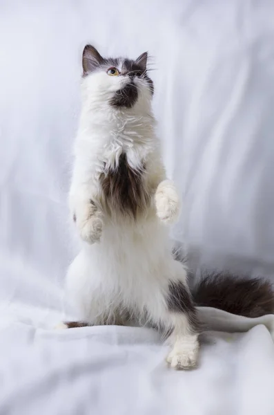 Chaton à poil long sur fond blanc — Photo