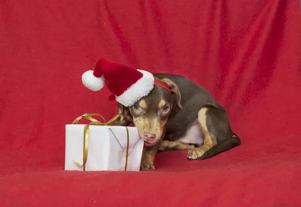 クリスマス犬子犬サンタ クロース キャップします。 — ストック写真