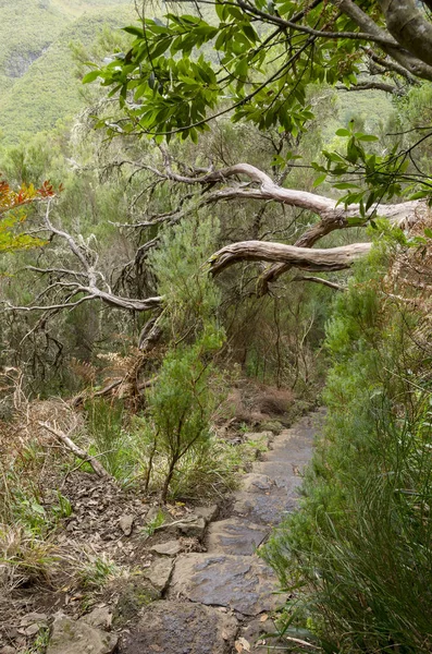 Laurisilva Forêt Lauriers Madère Image En Vente