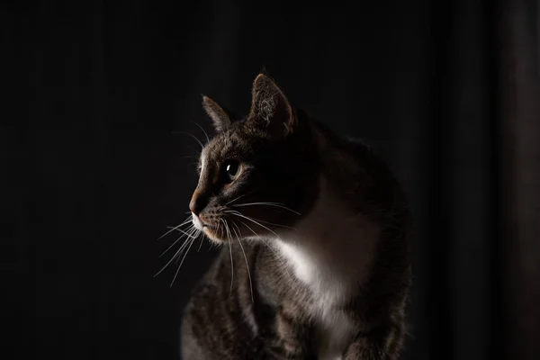 Chat sur fond sombre — Photo