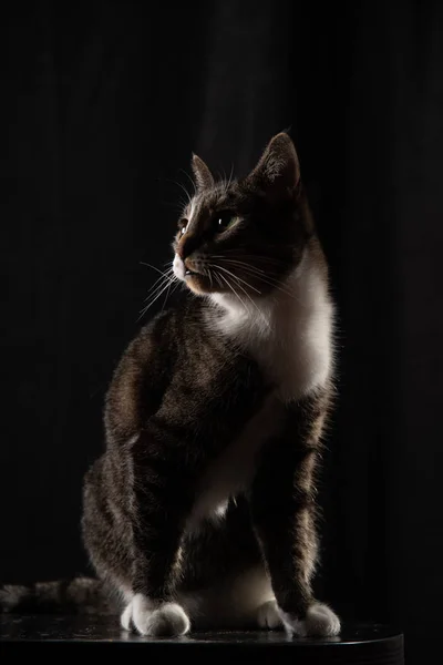 Katze auf dunklem Hintergrund — Stockfoto