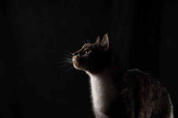 Gato sobre fondo oscuro Fotos De Stock