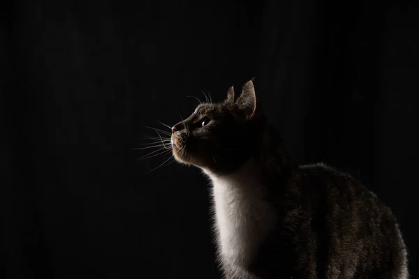 Chat sur fond sombre Photo De Stock