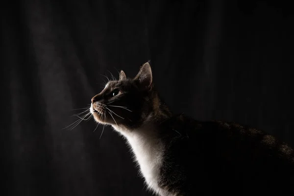 Kat op donkere achtergrond Stockfoto