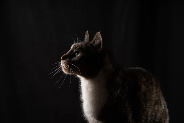 Gato sobre fondo oscuro Imágenes de stock libres de derechos