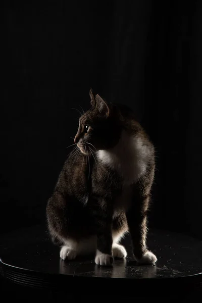 Katt på mörk bakgrund Stockfoto