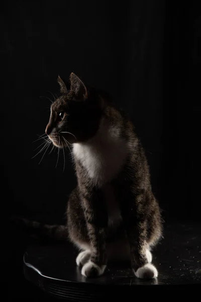 Katt på mörk bakgrund Royaltyfria Stockbilder