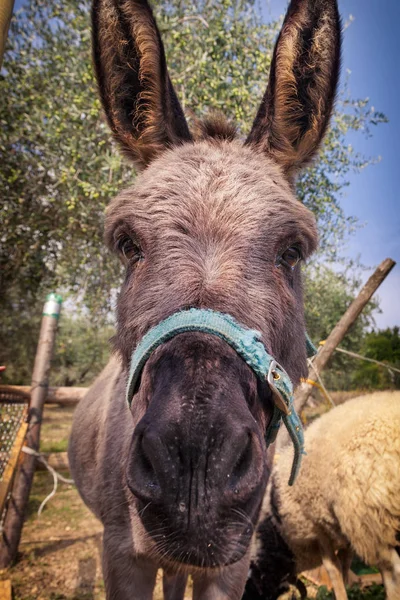 Funny donkey closeup