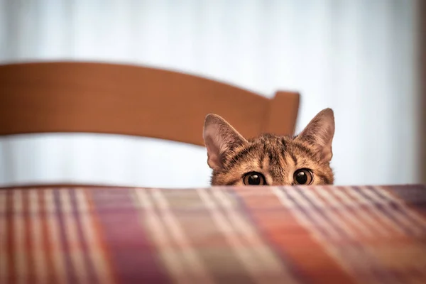 Masanın altında gizleme kedi