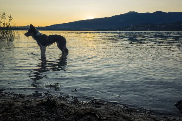 Söt hund ha roligt i Pusiano sjön på sommaren, Lombardiet, Italien — Stockfoto