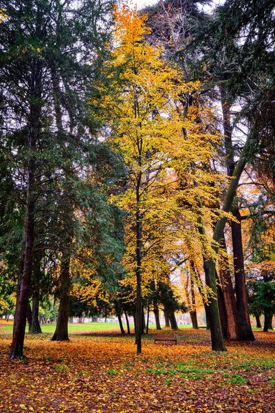 Renkli yaprakları olan bir kayın ağacı.