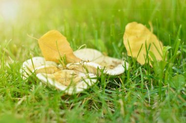 Sabah sahne sonbahar renkleri.