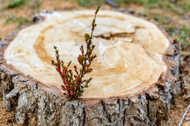 Onun yerine yeni bir hayat.