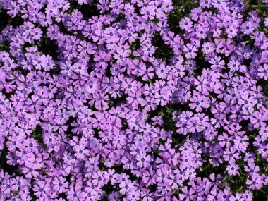 Sınırları olmayan güneşli bir havada taze çiçeklerin arka planı