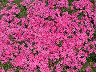 Sınırları olmayan güneşli bir havada taze çiçeklerin arka planı