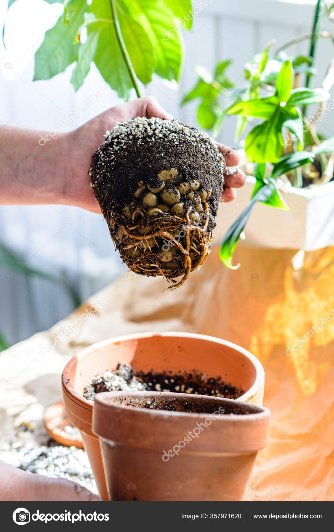 在水壶里种植盆栽的室内植物美化客厅的概念保护周围环境的美化 图库照片 C Baklajan 357971620