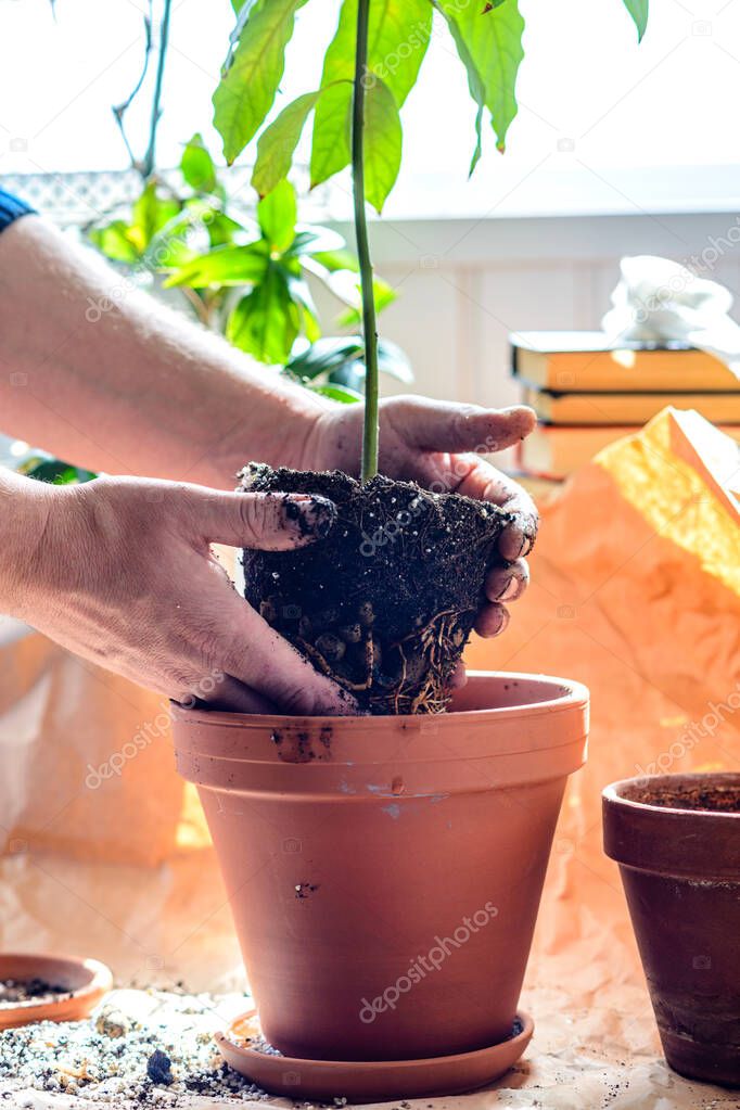 Planting potted indoor plants in a terracotta pot. The concept of landscaping living rooms, preserving landscaping in the surrounding world.