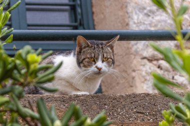 Beyaz, kahverengi ve gri sokak kedisi, bitki örtüsünün ve bir evin parmaklıklarının arasına gizlenmiş.