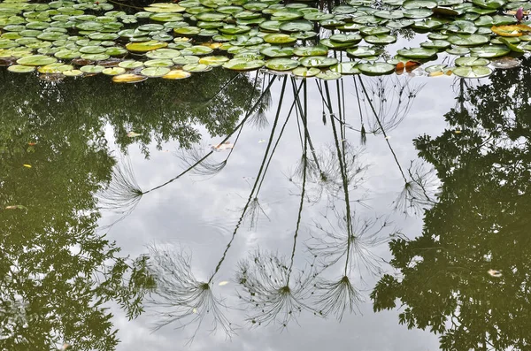 一个有绿色睡莲的湖 水面上有植物的倒影 一个非常令人费解的自然形象 — 图库照片
