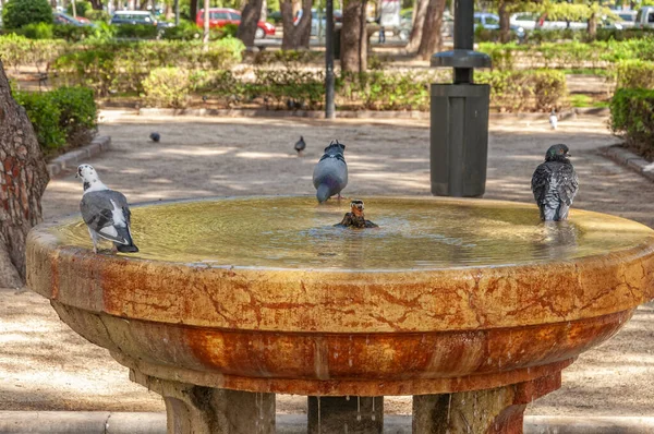 Fuente Pública Con Palomas Ciudad Valencia España — Foto de Stock