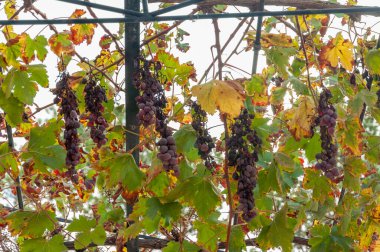 Hasat edilmediği için hasat edilen üzümlerin yetiştirilmesi. Mallorca Adası, İspanya