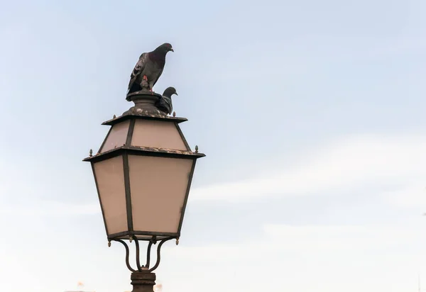 Taubenpaar Auf Einem Laternenpfahl Bei Sonnenuntergang — Stockfoto