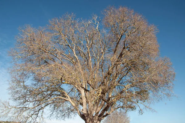 Lledoner, typical tree of the village of Montuiri, island of Mallorca, Spain