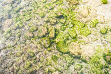 Mallorca 'da bir plajda kayalar, şeffaf Akdeniz' in hareketiyle bozulan yeşil algler. Arkaplan resmi dinleniyor