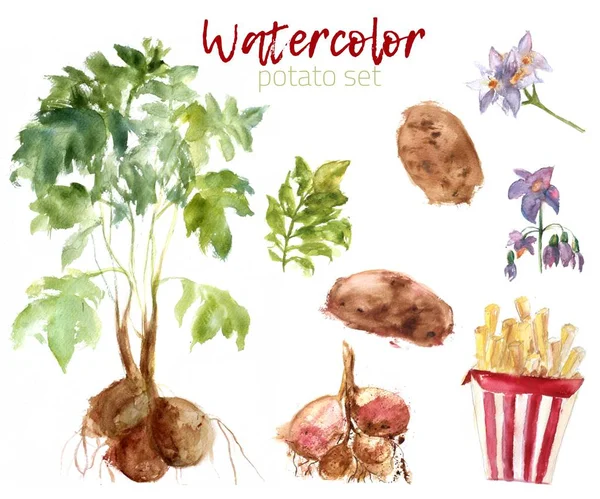 Planta de batata aquarela e flor. Ilustração de pintura de estilo livre com salpicos. Batatas fritas e batatas fritas em embalagens — Fotografia de Stock