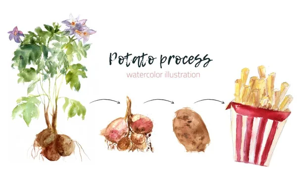 Akvarell potatis växa processen till pommes frites. Fri stil färg illustration infografik med stänk. Hela och potatis frites i förpackning — Stock vektor