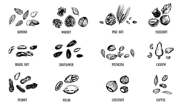Набор ореховых продуктов гранж символов с фундуком, грецким орехом, кедровыми орехами, пеканом, арахисом. Здоровая коллекция закусок ручной работы для логотипа, иконки
