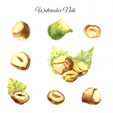 El çekilmiş fındık suluboya beyaz arka plan üzerinde ayarlayın. Fındık, fıstık, ceviz promosyon için sanatsal gösterimi