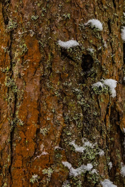 Mörka bark i snö konsistens — Stockfoto
