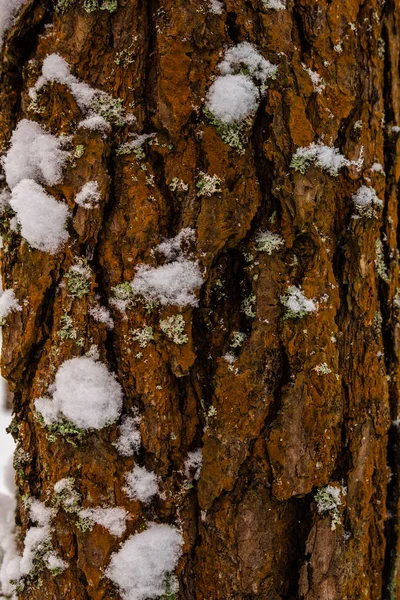 Dark  bark in snow texture — Stock Photo, Image