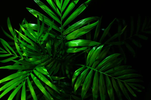 Siyah Arkaplanda Yeşil Palmiye Yaprakları — Stok fotoğraf