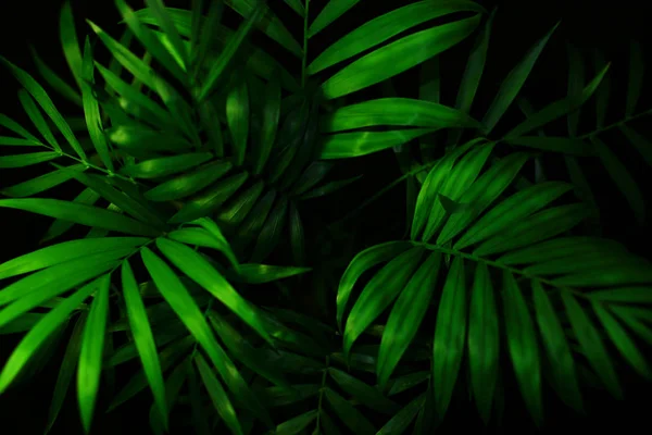 Hojas Palmera Verde Sobre Fondo Negro — Foto de Stock