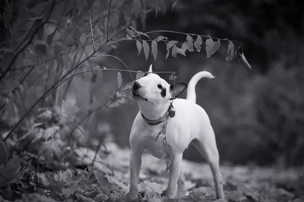 black-spotted bullterrier breed dog playing with branches and ni