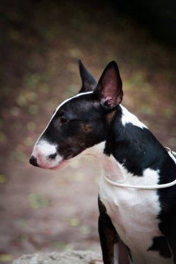 Bir köpek portresi. Mini boğa teriyeri. Siyah yakın plan.
