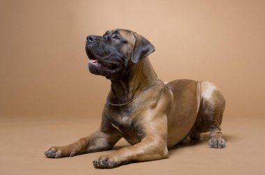 Güney Afrika boerboel cinsinin büyük kırmızı bir köpeği pH 'de uzanıyor.
