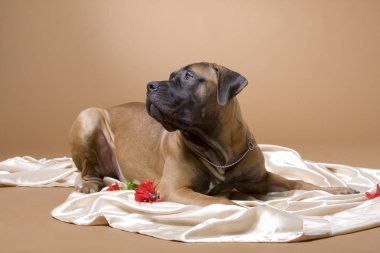 Romantik bir kızıl köpek ipek bir yatak örtüsüne uzanır ve çiçekler...