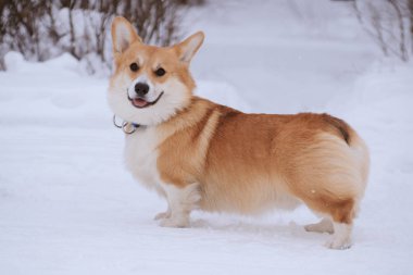 Galli Corgi Pembroke kışın parkta yürüyüşe çıkan kırmızı köpek.