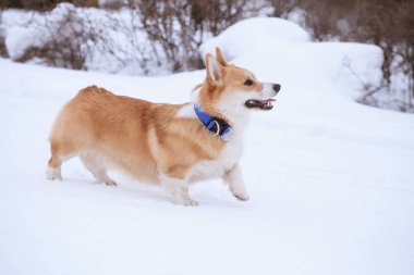 Galli Corgi Pembroke kışın parkta yürüyüşe çıkan kırmızı köpek.