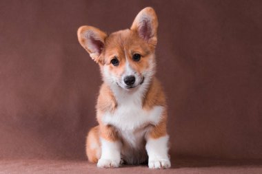 Galli Corgi Pembroke küçük kırmızı köpek bej arka planda oturuyor