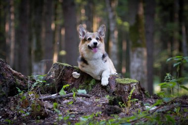 Galli Corgi pembroke kırmızı ve siyah köpek bir kütük üzerinde yatıyor